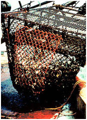 fishing net photo